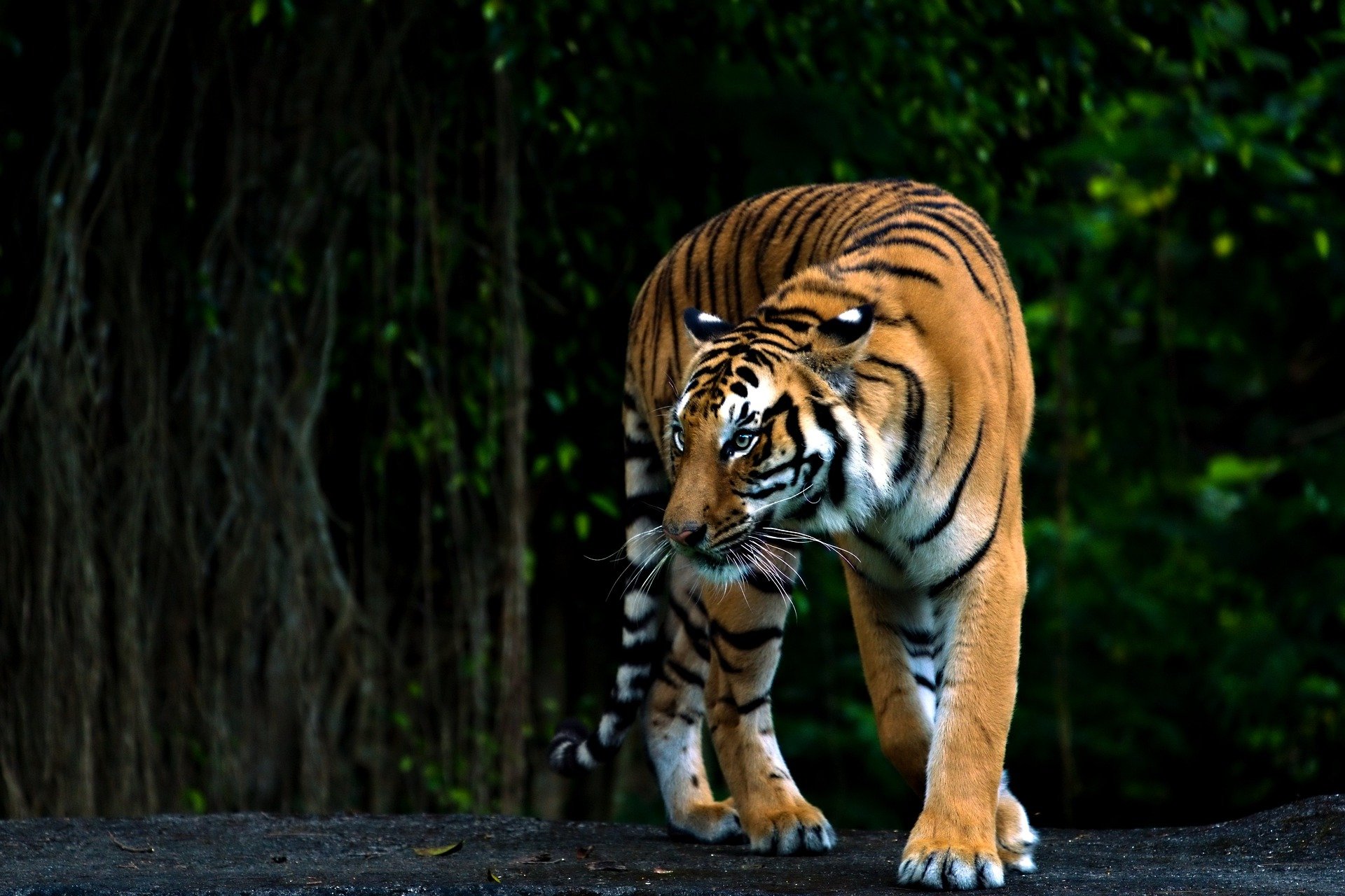 Bengal tiger in the wild